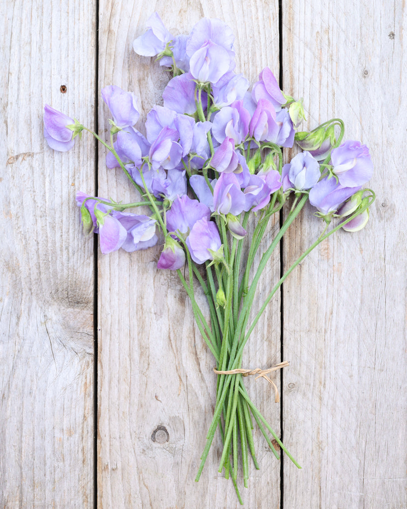 Sweet pea - Lathyrus odoratus 'Winter Sunshine Light Blue'