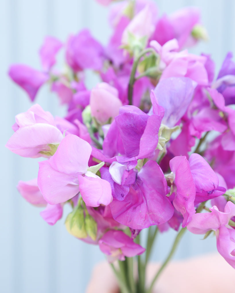 Sweet pea - Lathyrus odoratus 'Winter Sunshine Mauve'