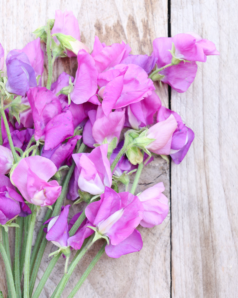 Duftwicke - Lathyrus odoratus 'Winter Sunshine Mauve'