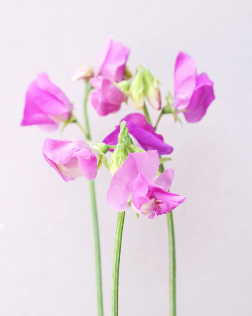 Sweet pea - Lathyrus odoratus 'Winter Sunshine Mauve'