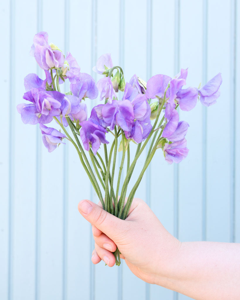 Sweet pea - Lathyrus odoratus 'Winter Sunshine Midblue'