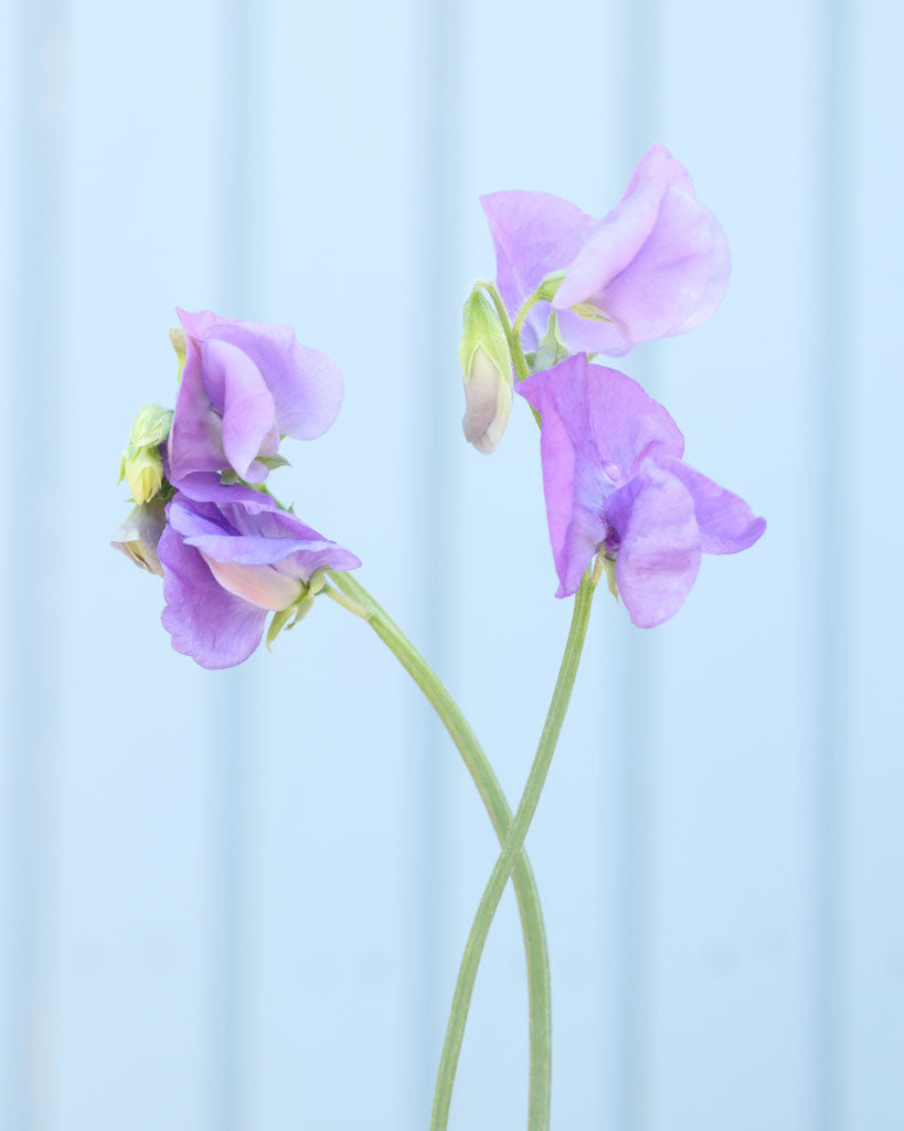 Duftwicke - Lathyrus odoratus 'Winter Sunshine Midblue'