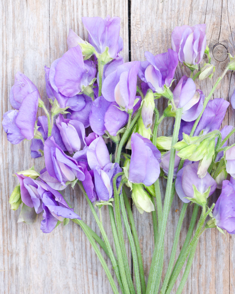 Sweet pea - Lathyrus odoratus 'Winter Sunshine Midblue'