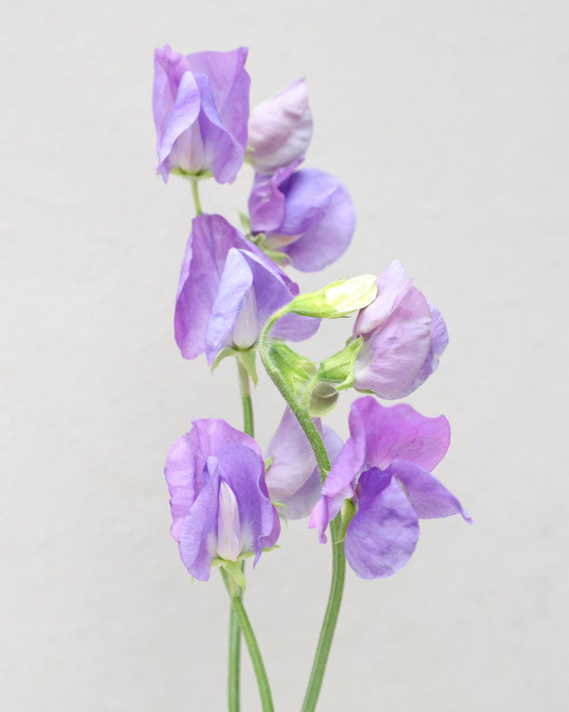 Sweet pea - Lathyrus odoratus 'Winter Sunshine Midblue'