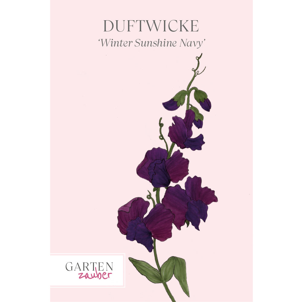 Vorderansicht Saatguttuete  Duftwicke - Lathyrus odoratus 'Winter Sunshine Navy'
aus der Gartenzauber-Saatgutserie
