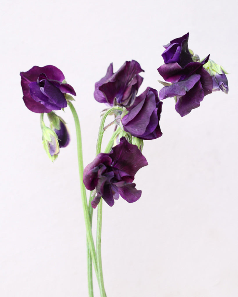 Bluehende Pflanze Duftwicke - Lathyrus odoratus 'Winter Sunshine Navy'
aus der Gartenzauber-Saatgutserie
