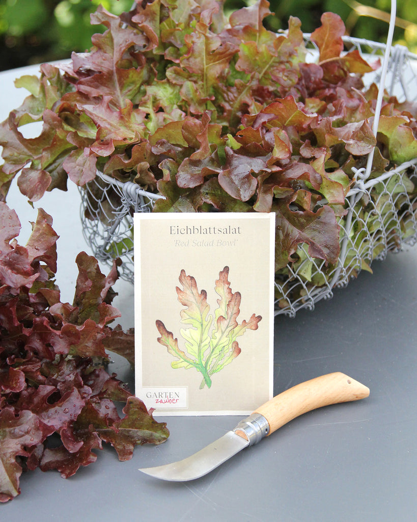 Eichblattsalat 'Red Salad Bowl' - Lactuca sativa var. Acephala