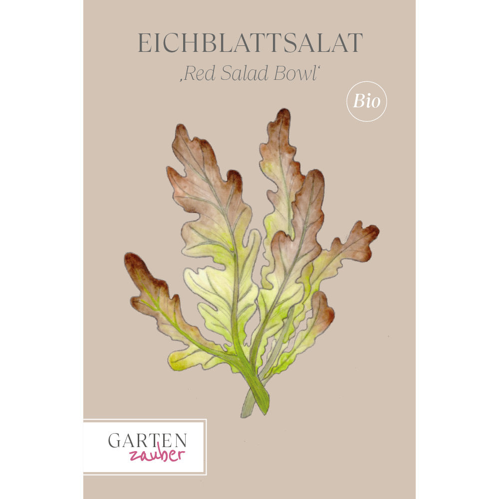 Eichblattsalat 'Red Salad Bowl' - Lactuca sativa var. Acephala