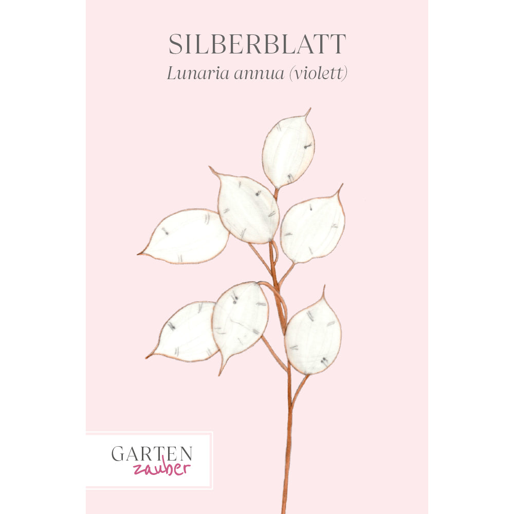 Silberblatt - Lunaria annua (violett)