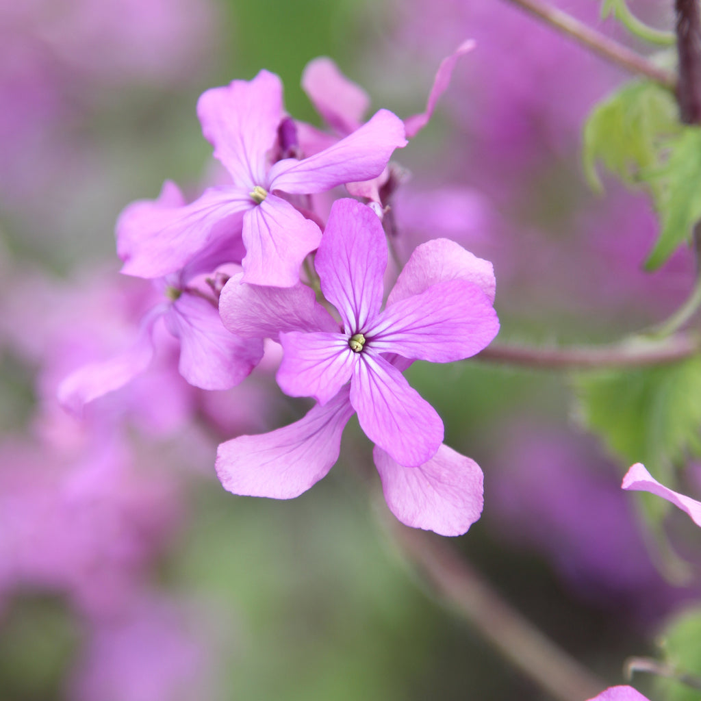 Silberblatt - Lunaria annua (violett)