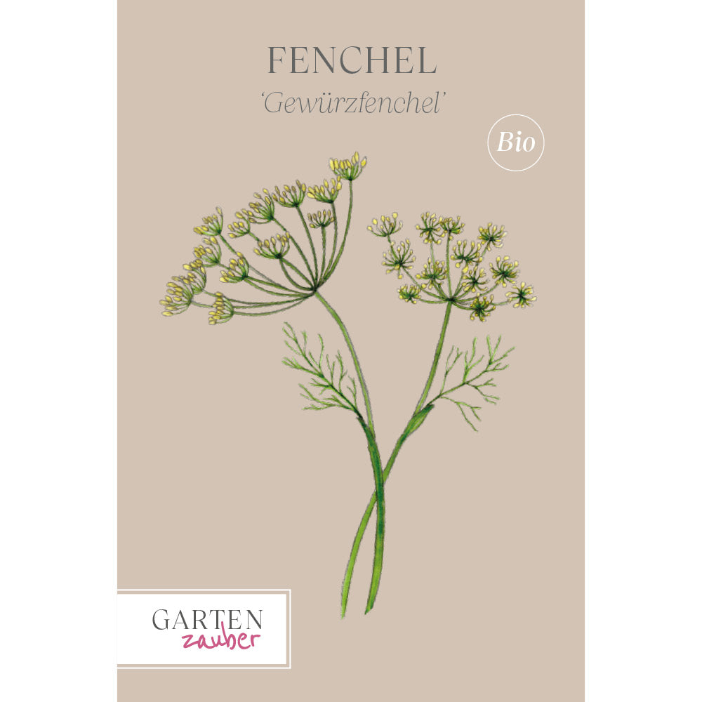 Fenchel 'Gewürzfenchel' – Foeniculum vulgare