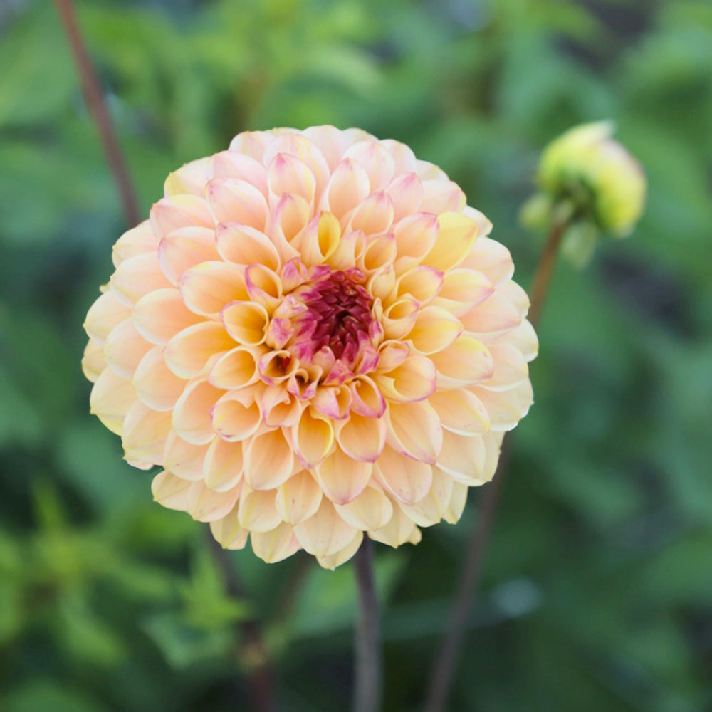 Dahlia Ferncliff Spice