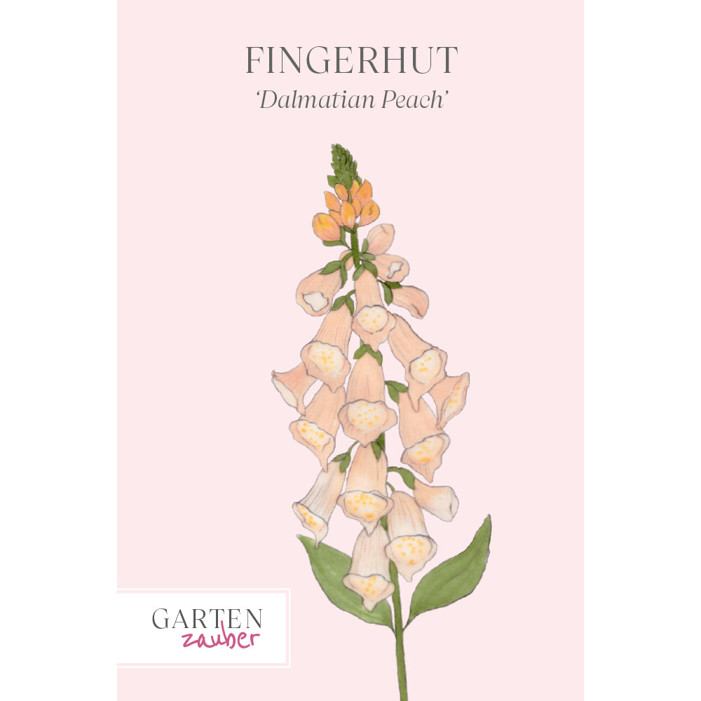 Fingerhut - Digitalis purpurea 'Dalmatian Peach'