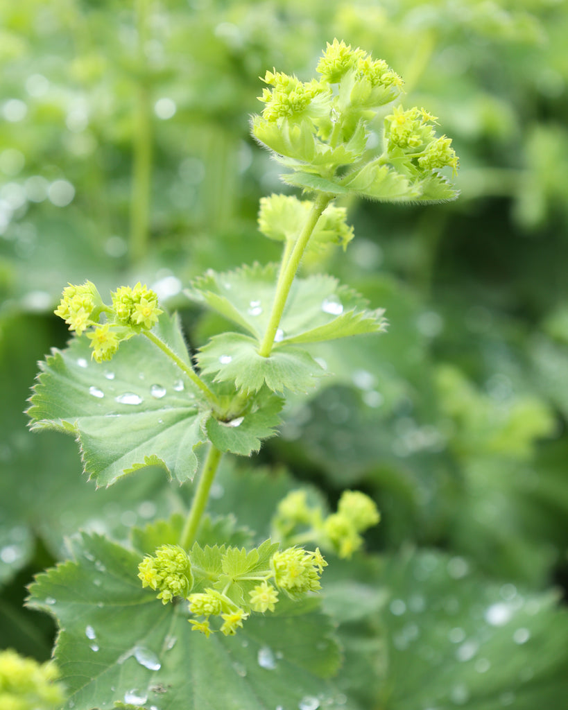 Frauenmantel - Alchemilla mollis