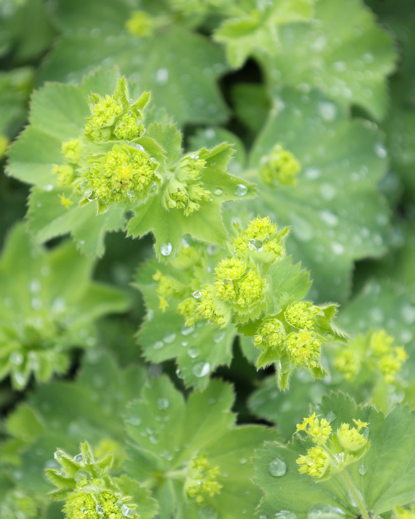 Frauenmantel - Alchemilla mollis