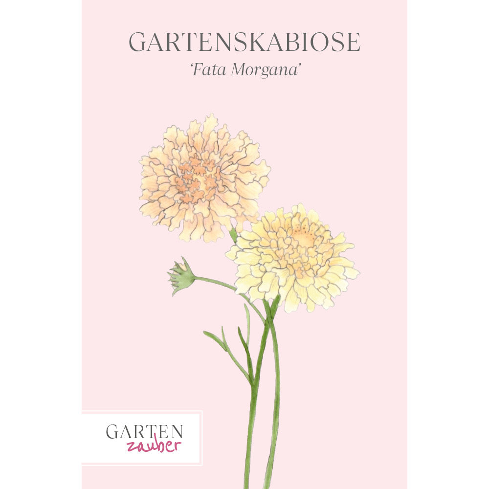 Vorderansicht Saatguttuete Gartenskabiose 'Fata Morgana' Scabiosa atropurpurea aus der Gartenzauber-Saatgutserie