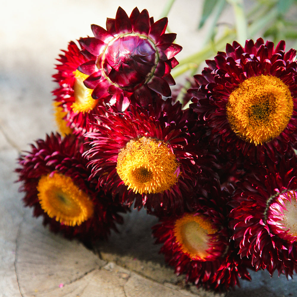 Gartenstrohblume - Helichrysum bracteatum 'Purple'