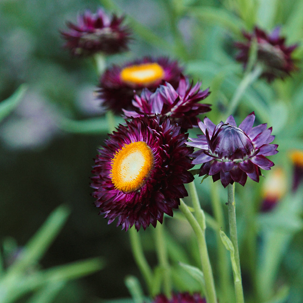 Gartenstrohblume - Helichrysum bracteatum 'Purple'