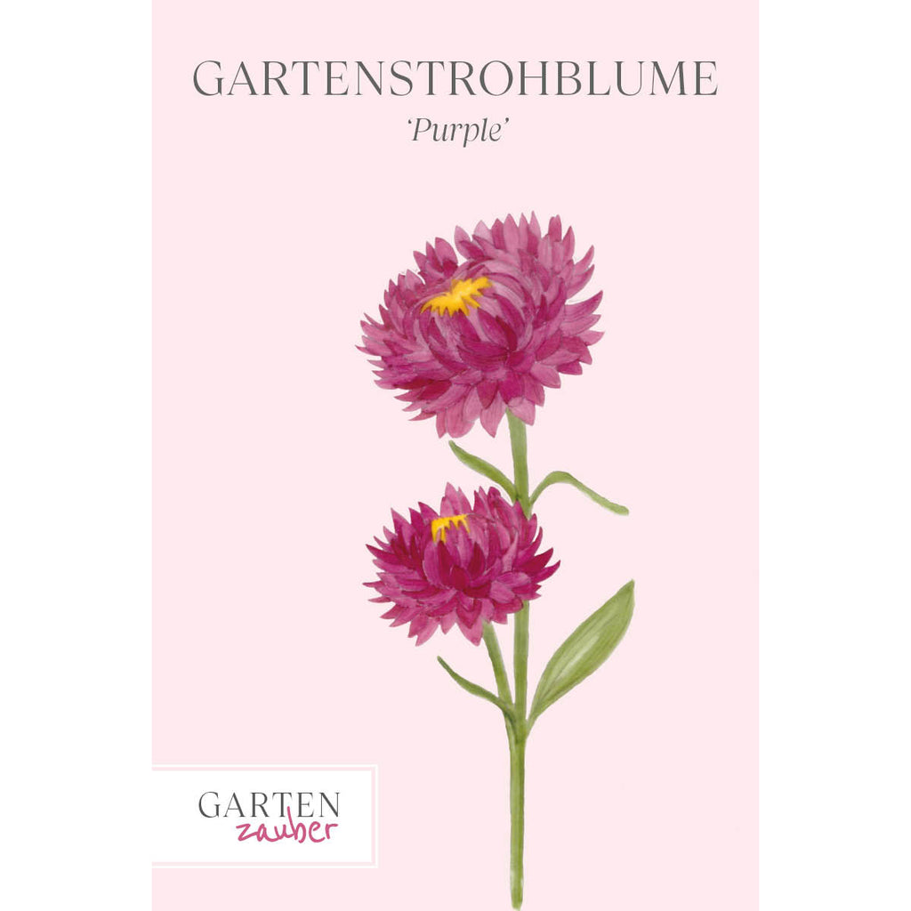 Gartenstrohblume - Helichrysum bracteatum 'Purple'