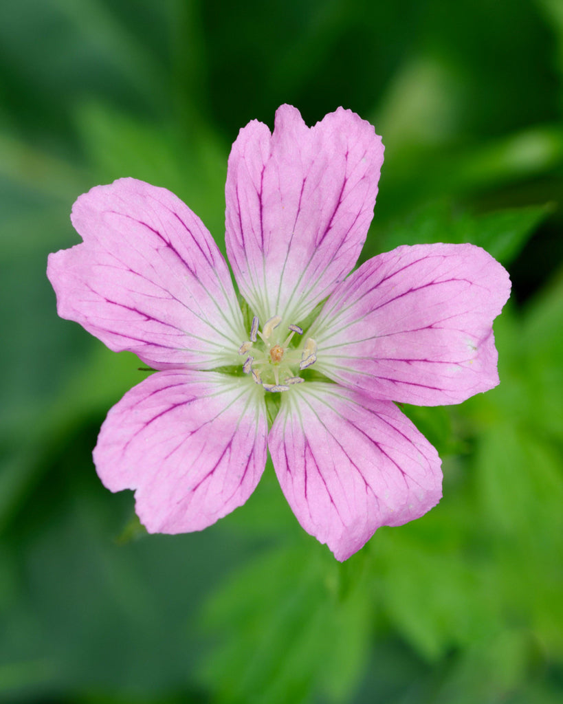 Geranium endressii aus der Gartenzauber-Saatgutserie