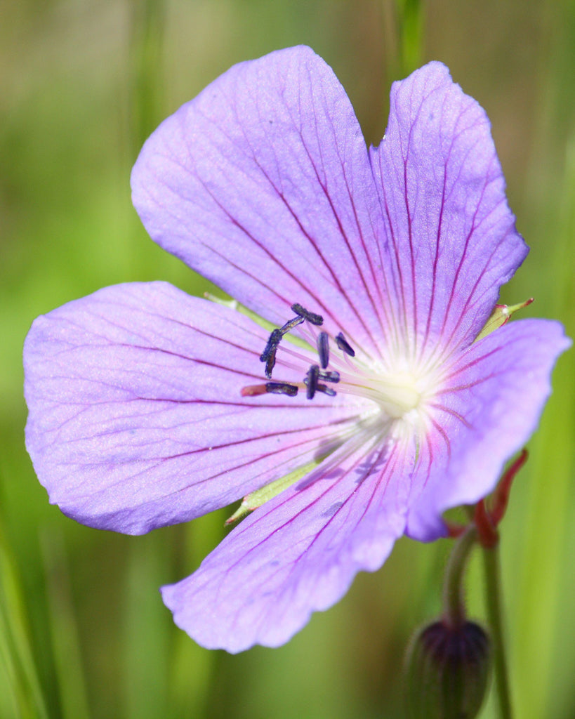 Geranium pratense aus der Gartenzauber-Saatgutserie