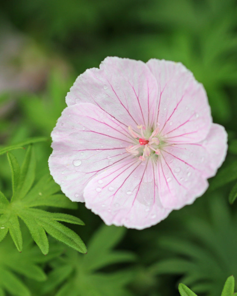 Geranium sanguineum var. striatum aus der Gartenzauber-Saatgutserie