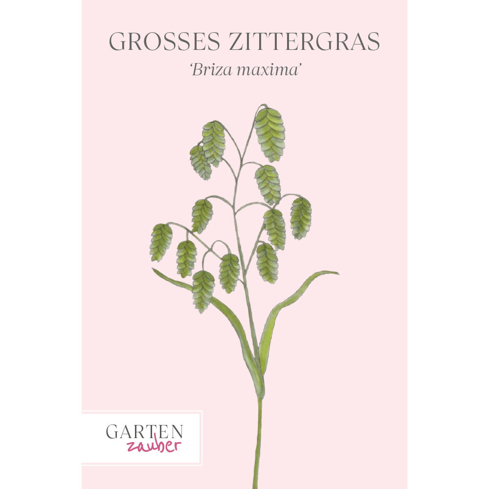 Vorderansicht Saatguttuete Großes Zittergras Briza maxima aus der Gartenzauber-Saatgutserie