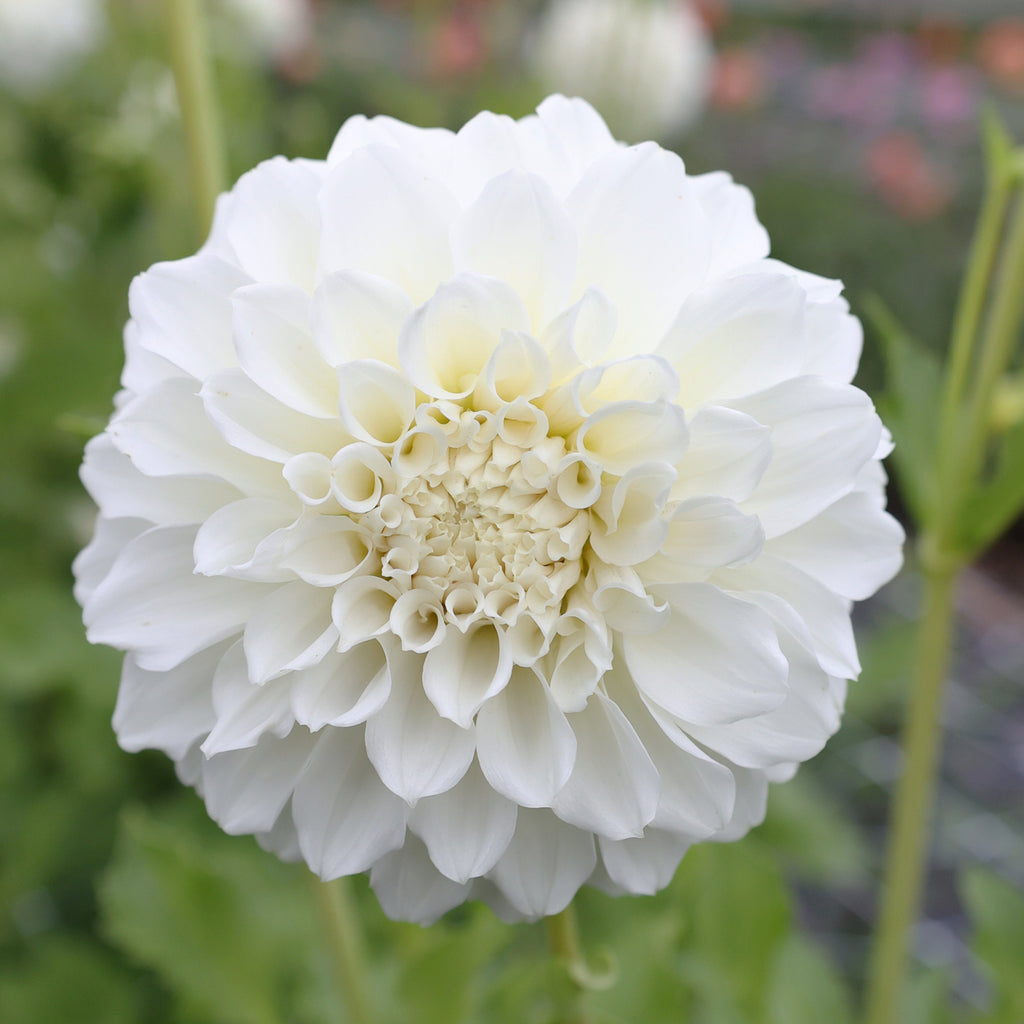 Dahlia Irish Ruffles