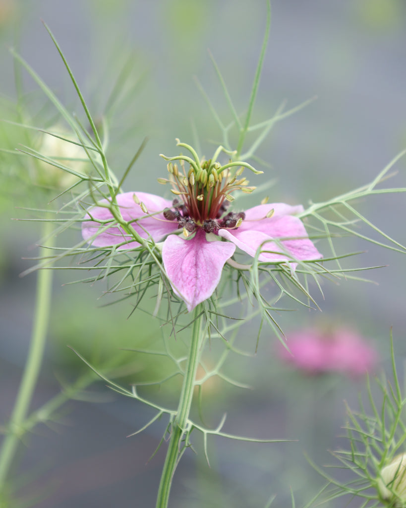 Jungfer im Grünen - Nigella damascena 'Miss Jekyll Rose'