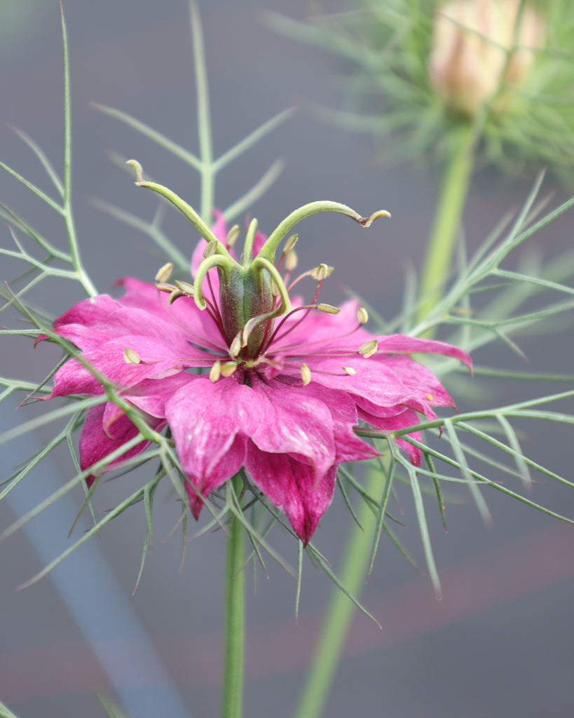 Jungfer im Grünen - Nigella damascena 'Miss Jekyll Rose'