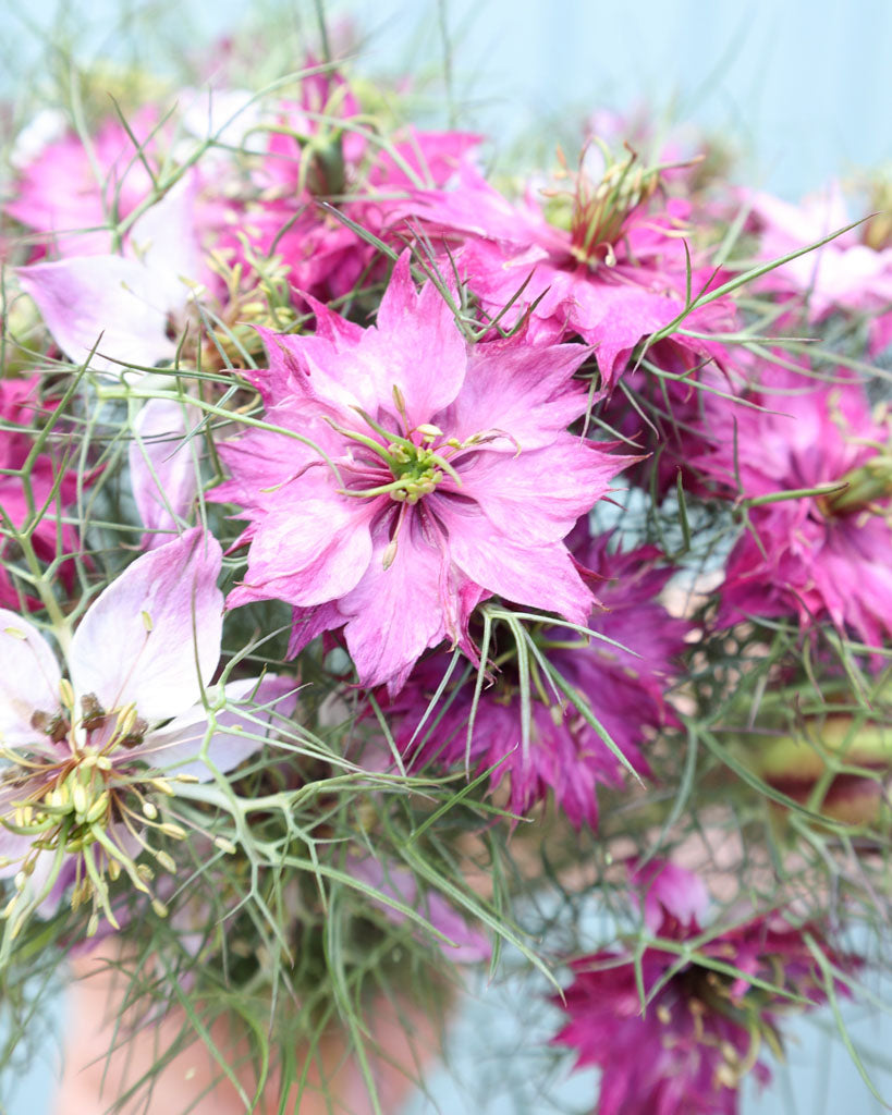 Jungfer im Grünen - Nigella damascena 'Miss Jekyll Rose'