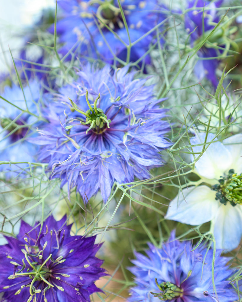 Jungfer im Grünen - Nigella damascena 'Moody Blues'