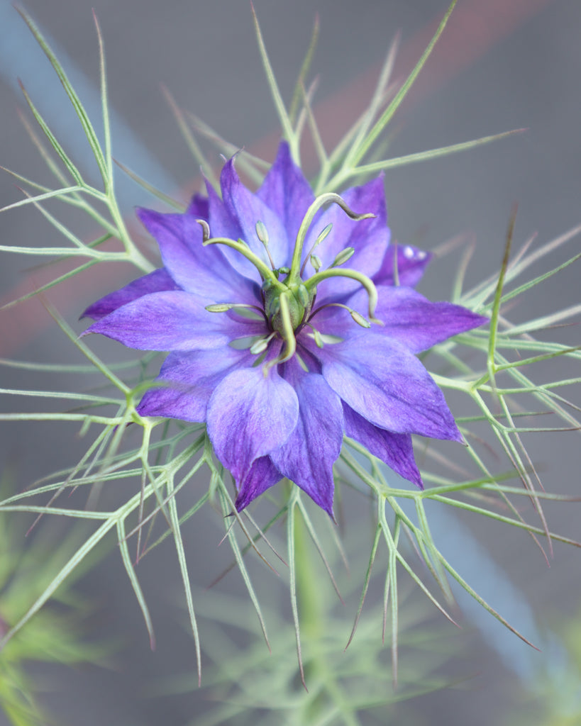 Nigella damascena 'Moody Blues'