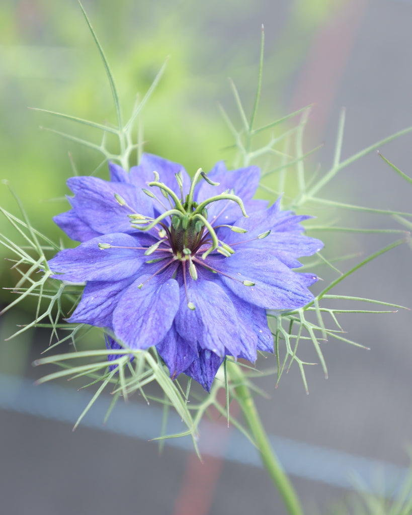 Jungfer im Grünen - Nigella damascena 'Moody Blues'