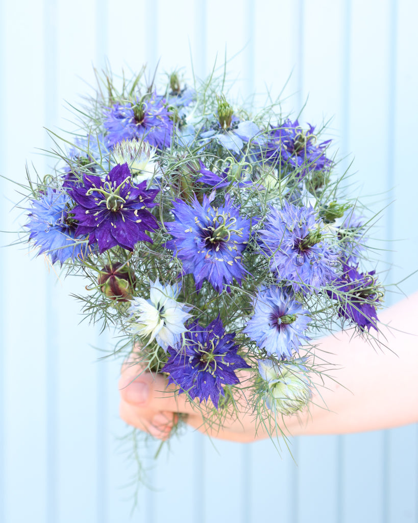 Nigella damascena 'Moody Blues'