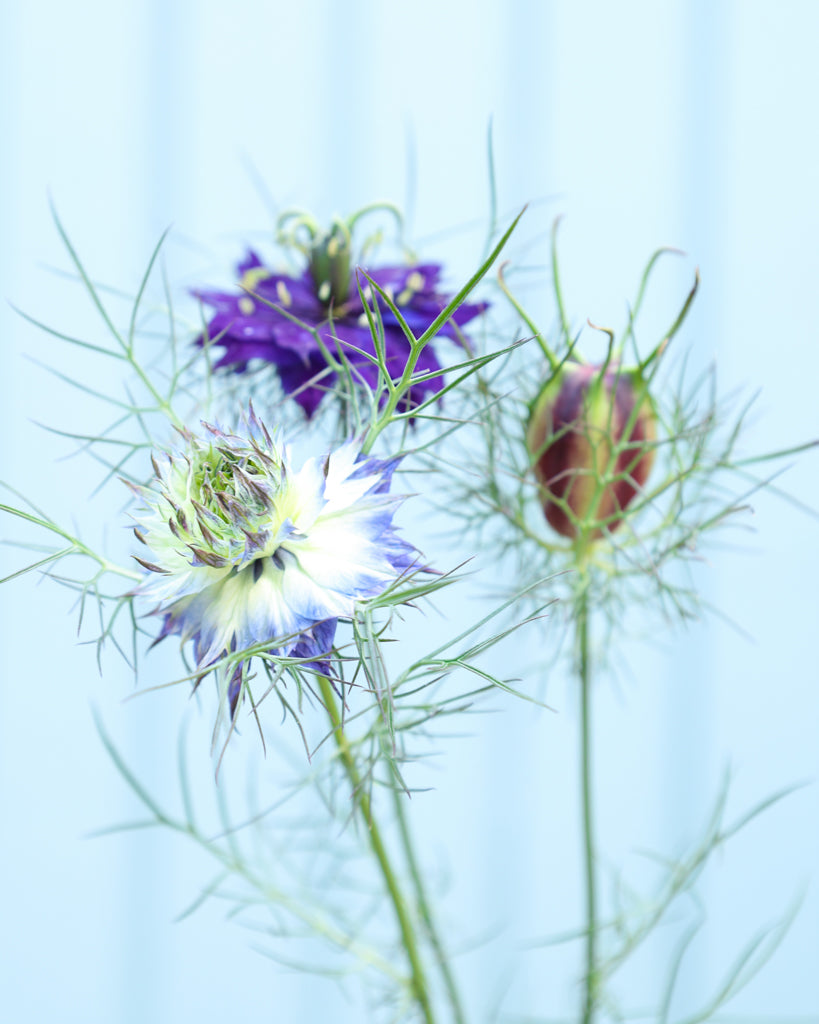 Nigella damascena 'Moody Blues'