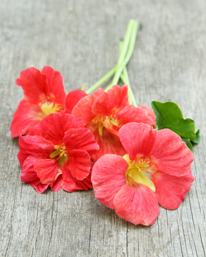 Kapuzinerkresse - Tropaeolum minus 'Jewel Cherry Rose'