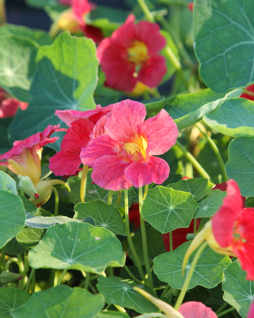 Kapuzinerkresse - Tropaeolum minus 'Jewel Cherry Rose'