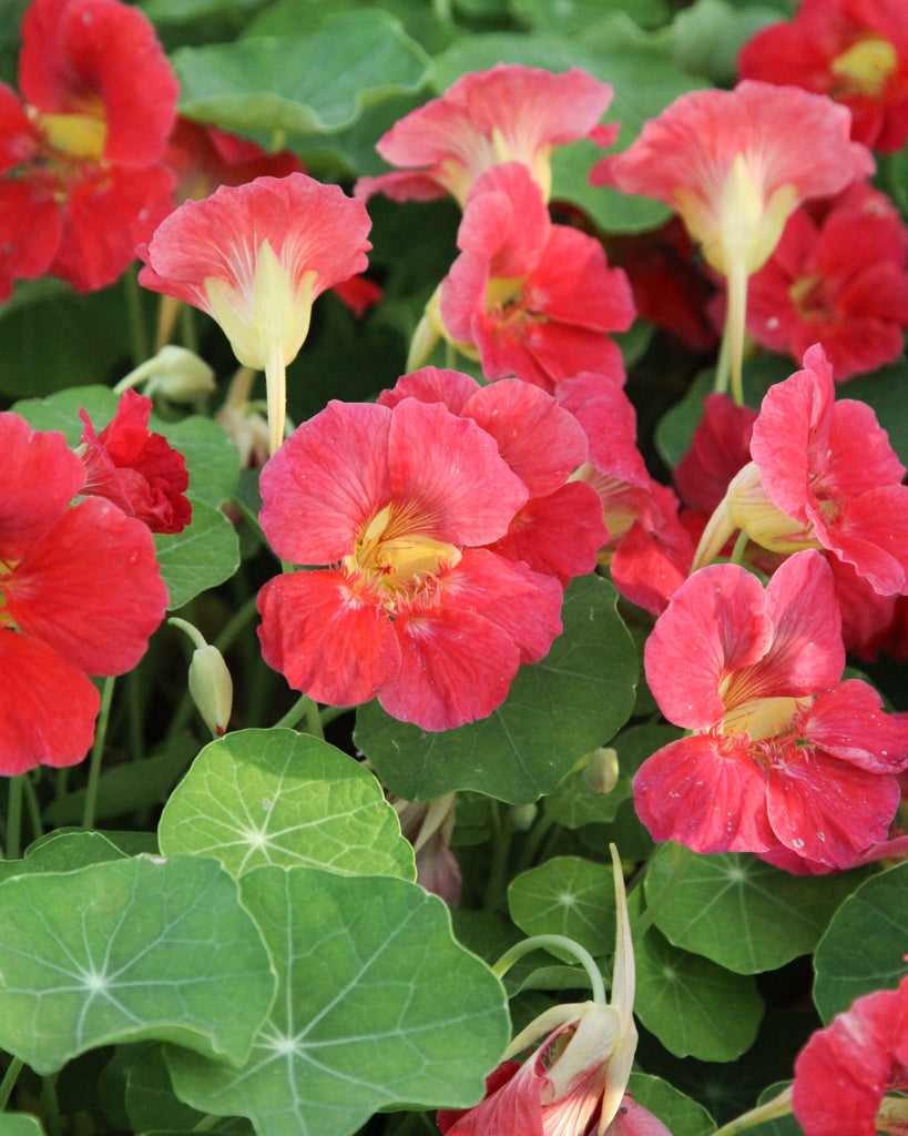 Kapuzinerkresse - Tropaeolum minus ‘Jewel Cherry Rose’