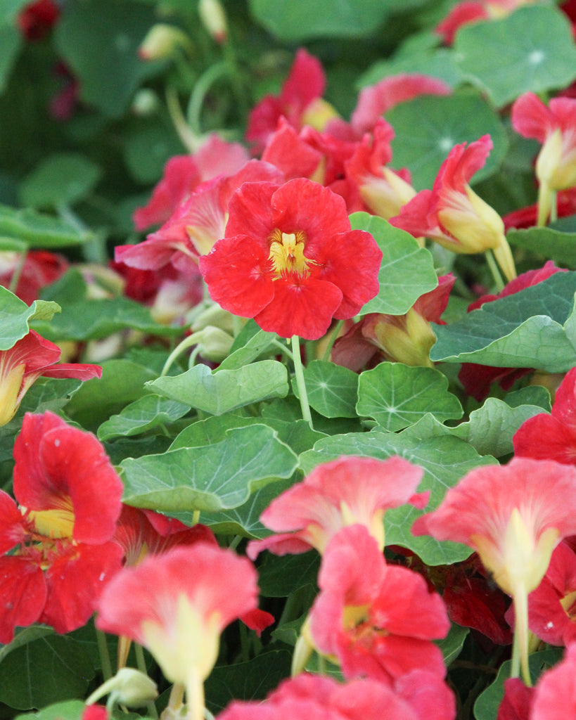 Kapuzinerkresse - Tropaeolum minus ‘Jewel Cherry Rose’