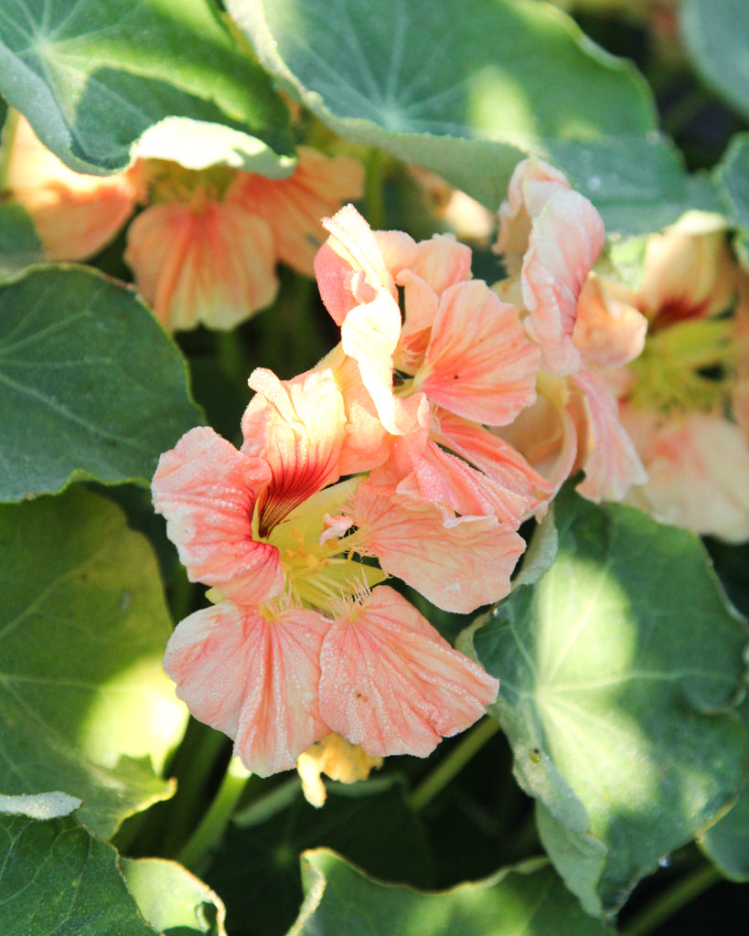 Kapuzinerkresse - Tropaeolum majus 'Salmon Gleam'