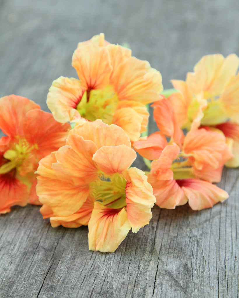 Kapuzinerkresse - Tropaeolum majus 'Salmon Gleam'