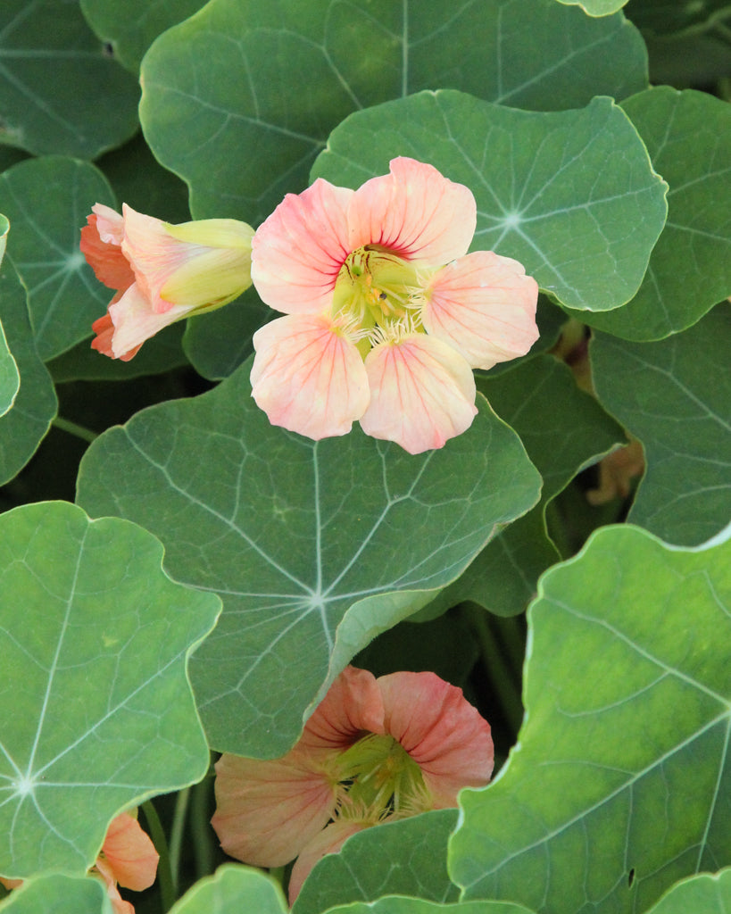 Kapuzinerkresse - Tropaeolum majus ‘Salmon Gleam’