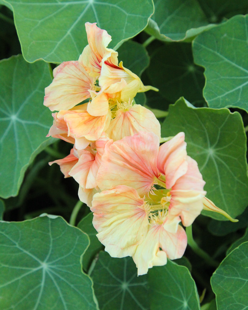 Kapuzinerkresse - Tropaeolum majus ‘Salmon Gleam’