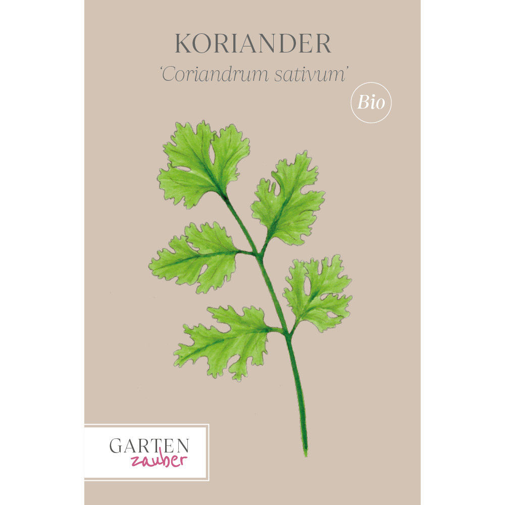 Koriander 'Koriander' – Coriandrum sativum
