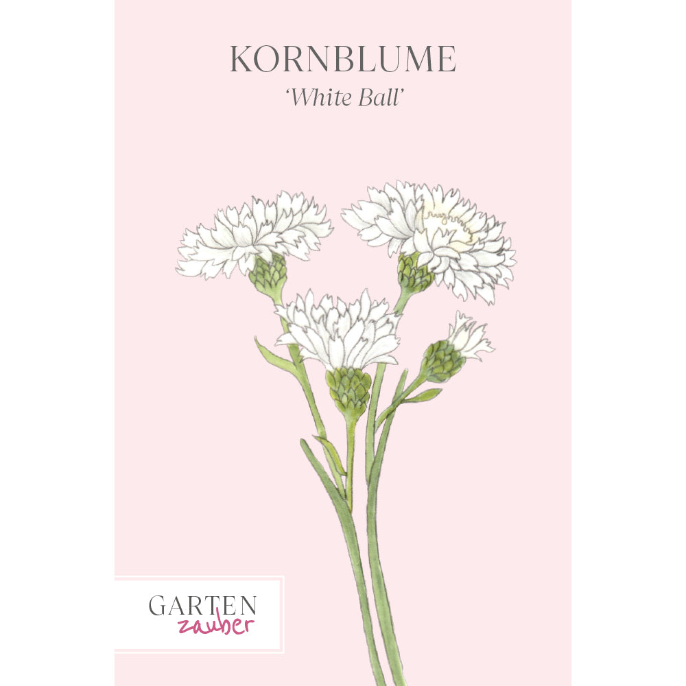 Kornblume - Centaurea cyanus ‘White Ball’
