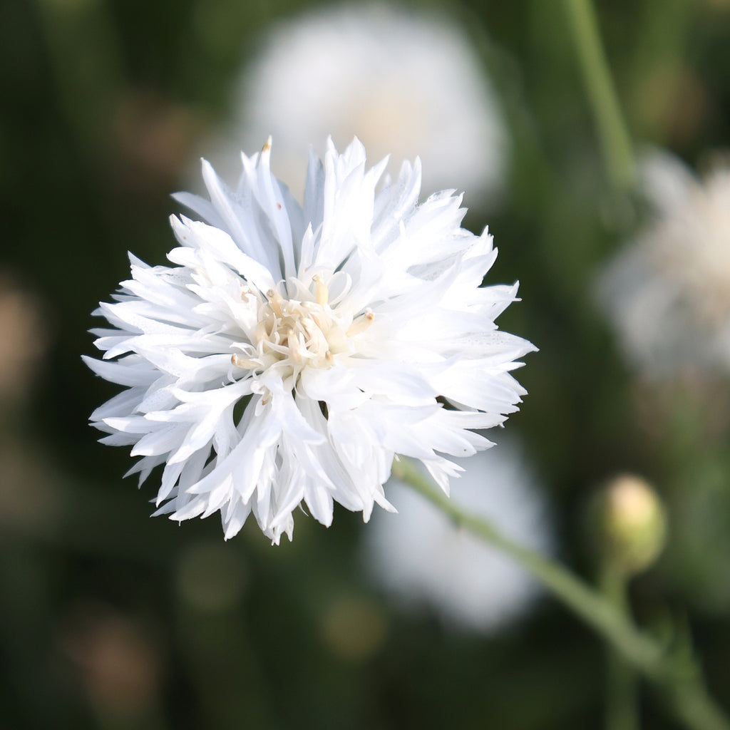 Kornblume - Centaurea cyanus ‘White Ball’