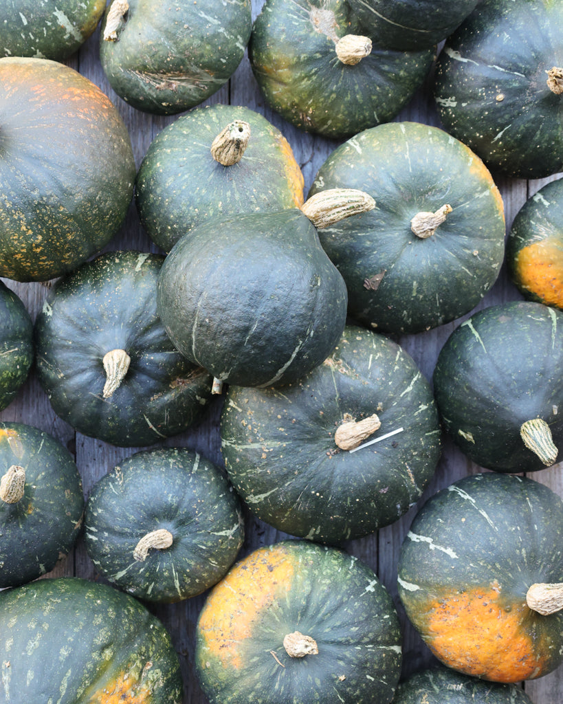 Pumpkin 'Green Hokkaido' - Cucurbita maxima