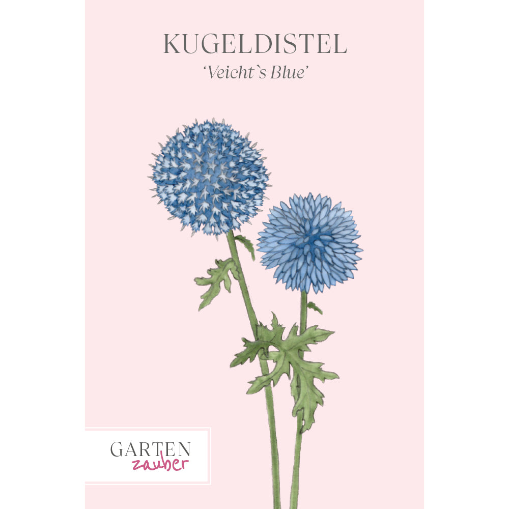 Vorderansicht Saatguttuete Kugeldistel 'Veicht`s Blue' Echinops ritro aus der Gartenzauber-Saatgutserie