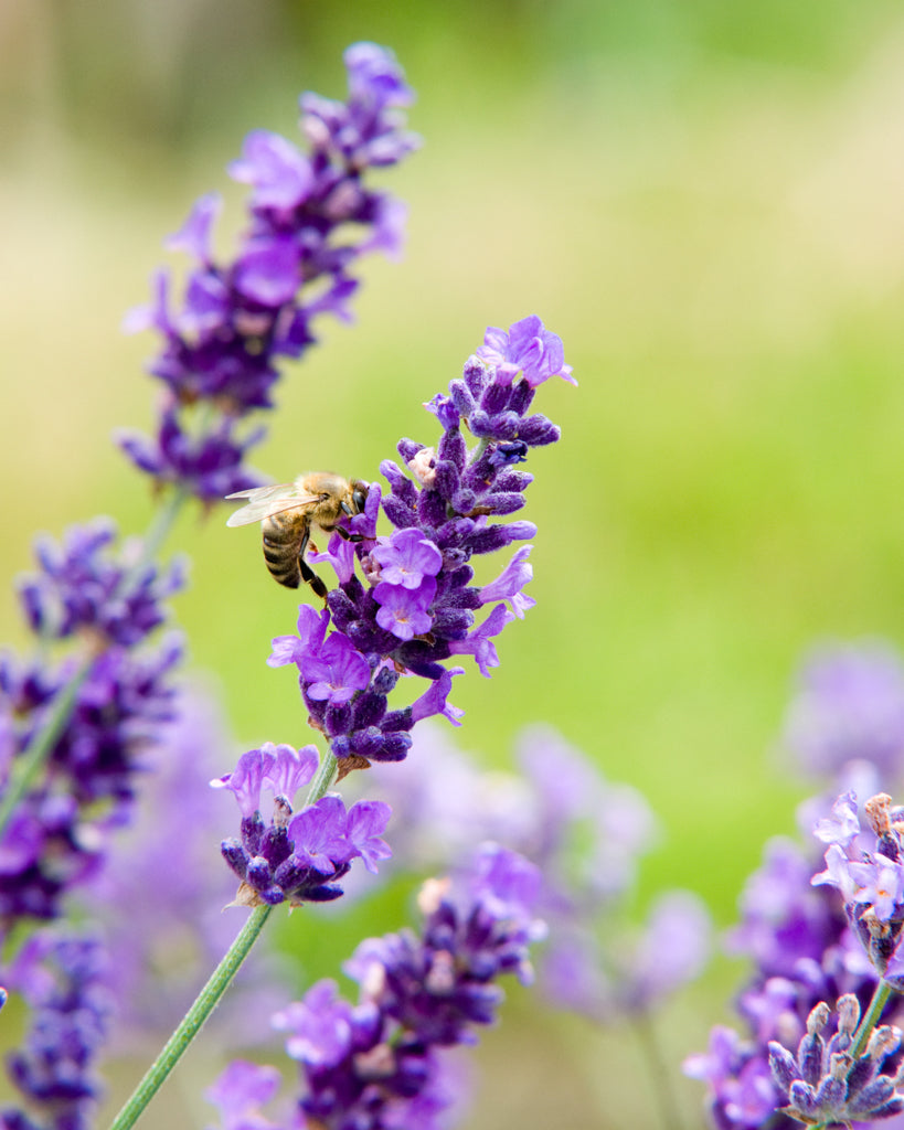 Bluehende Pflanze Lavendel 'Hidcote Blue-Strain' mit Biene